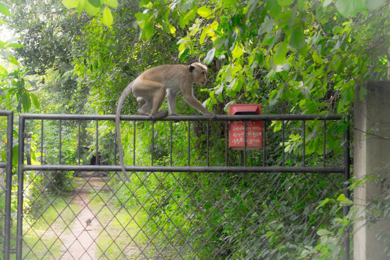 Green Cottage อนุราธปุระ ภายนอก รูปภาพ